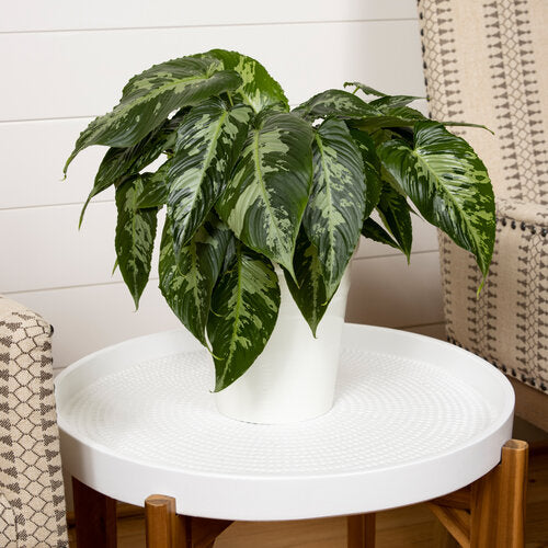 Proven Winners® Art Deco™ Rivera™ Schismatoglottis, 6"