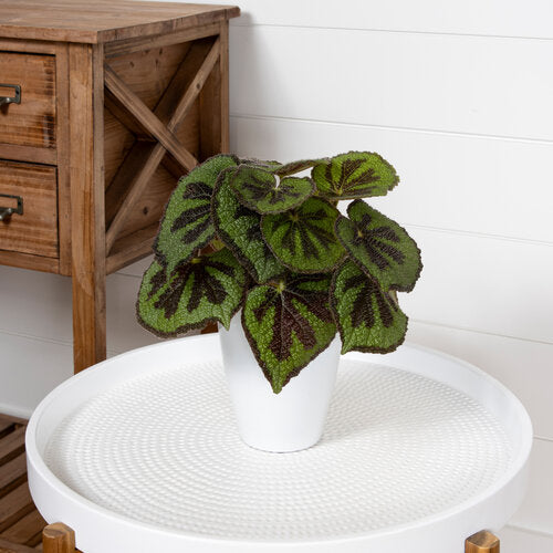 Proven Winners® Bold Belles™ Criss Cross™ Begonia, 5"