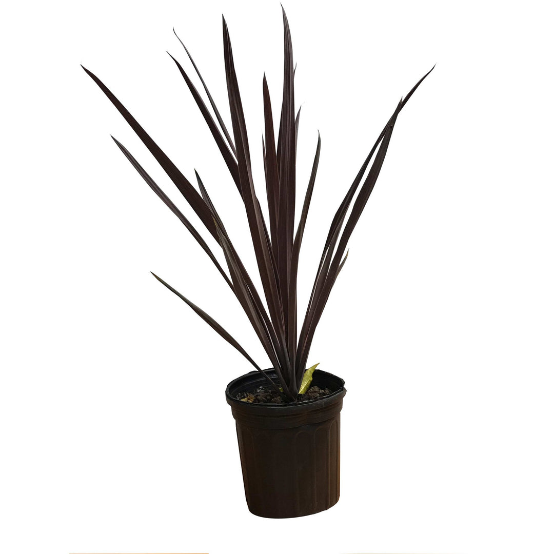 Cordyline Red Sensation, Live Plant 6 in. Pot