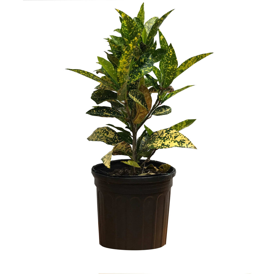 Croton Gold King, Live Plant 6 in. Pot