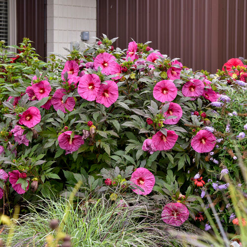 Berry Awesome Hibiscus, 3 Gallon