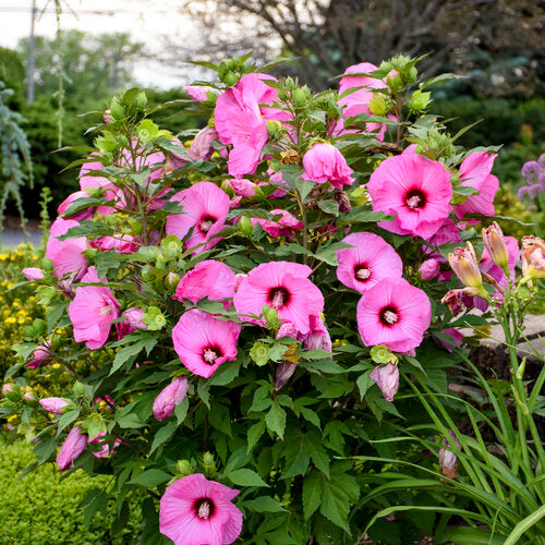 Candy Crush Hibiscus, 3 Gallon