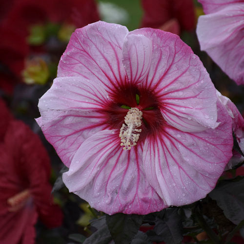 Cherry Choco Latte Hibiscus, 3 Gallon