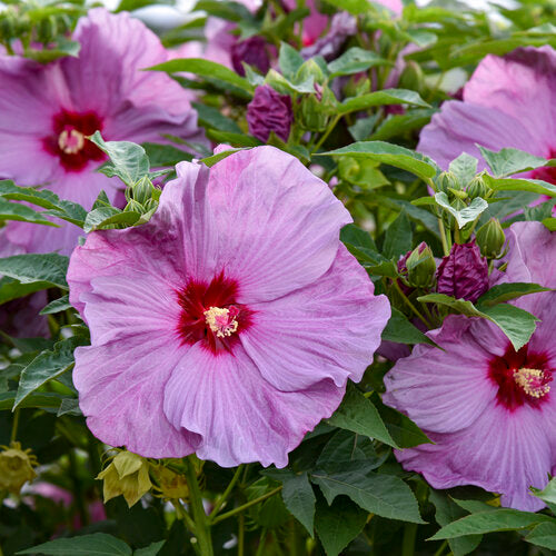Lilac Crush Hibiscus, 3 Gallon