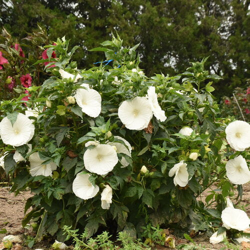 Marshmallow Moon Hibiscus, 3 Gallon