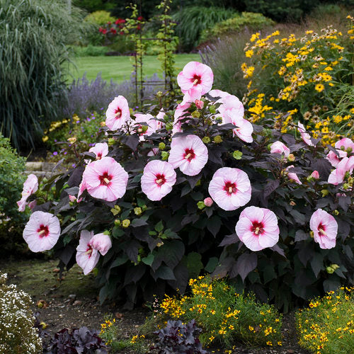 Perfect Storm Hibiscus, 3 Gallon