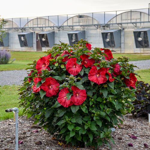 Valentines Crush Hibiscus, 3 Gallon