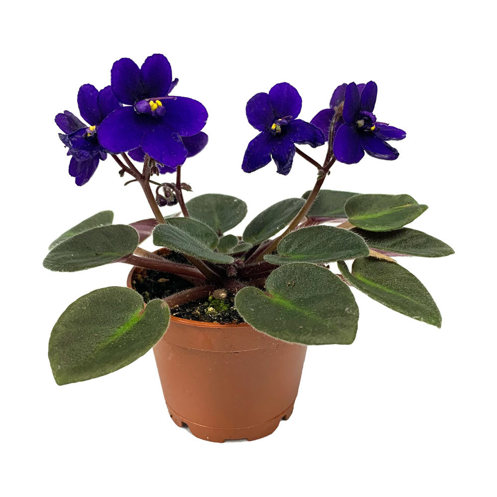 African Violet Mini, Live Plant 2.5 in. Pot