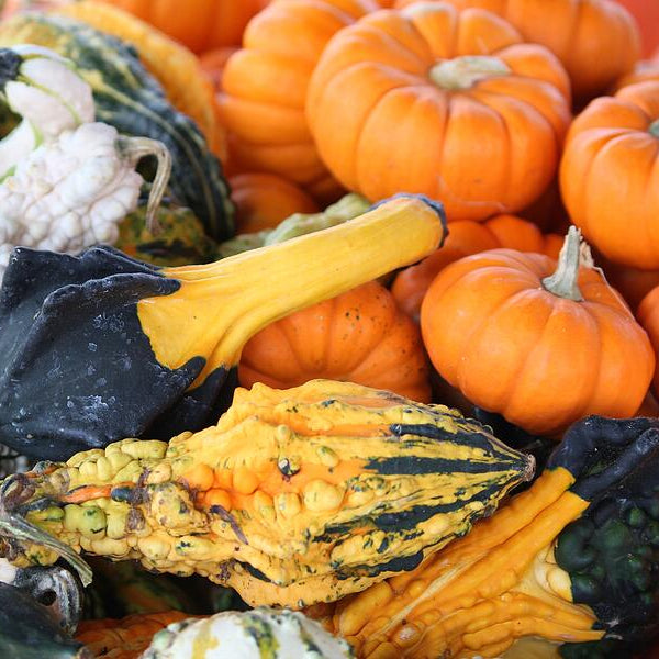 Mini Pumpkin or Gourd