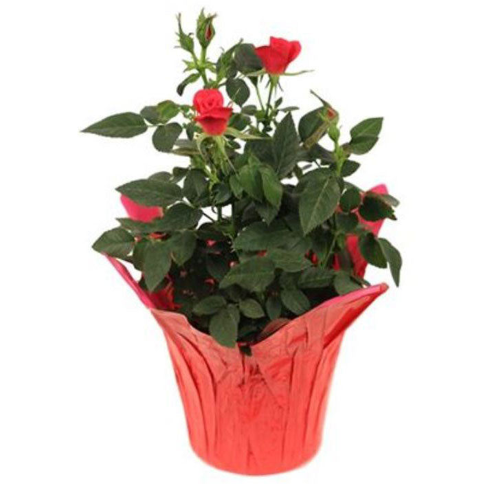 Mini Rose, Live Plant 4 in. Pot