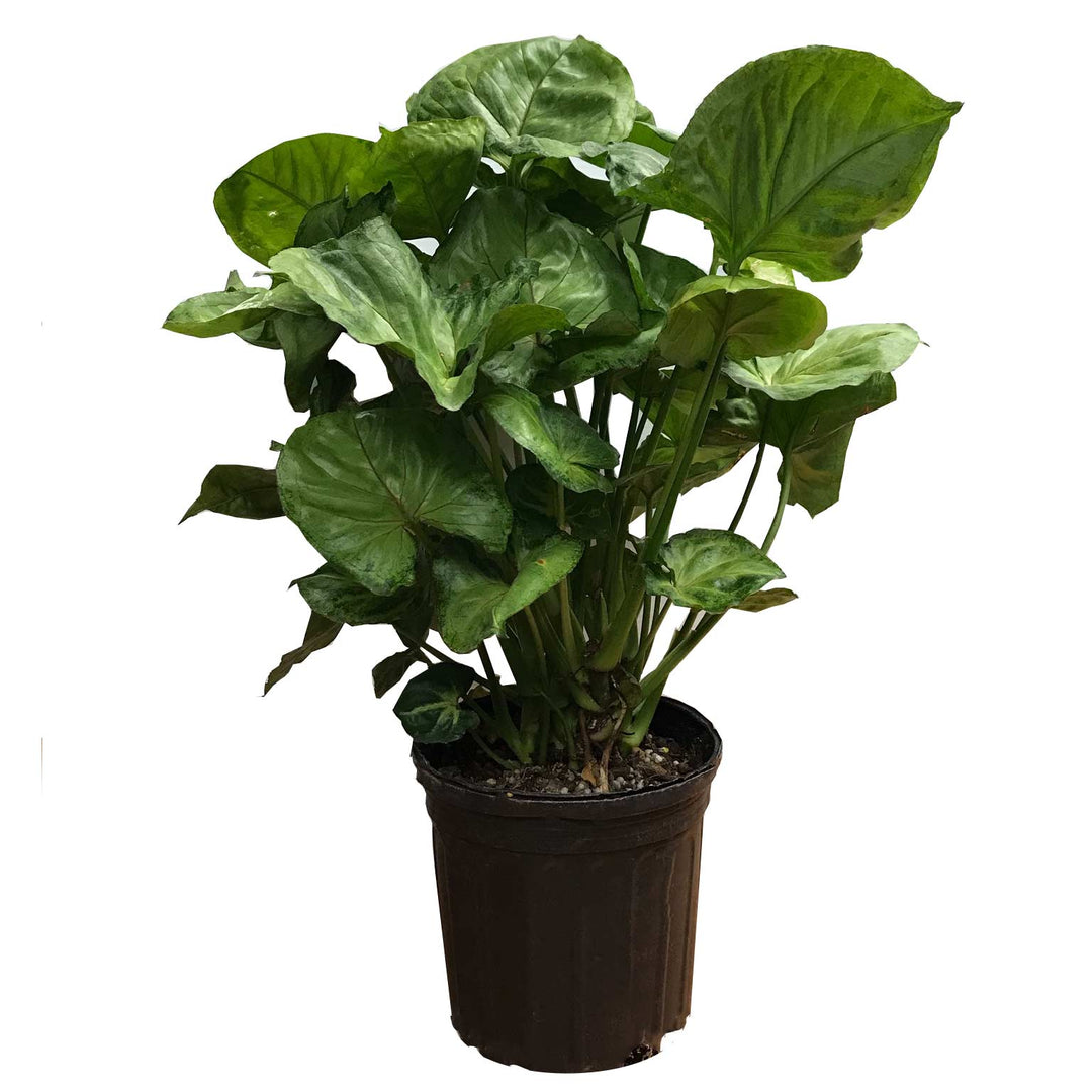 Syngonium, Live Plant 6 in. Pot