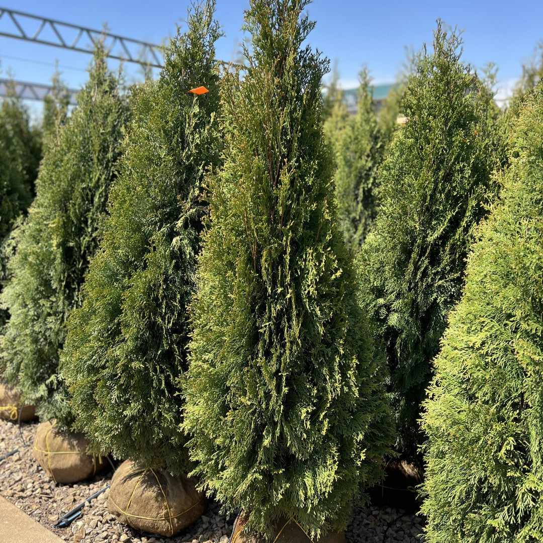 5x: 4-5' Emerald Green Arborvitaes - FIVE Arborvitaes Delivered and Installed within 10 Miles