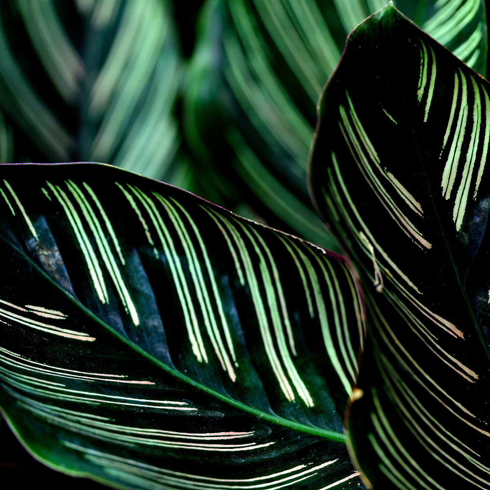 Calathea Plant Care