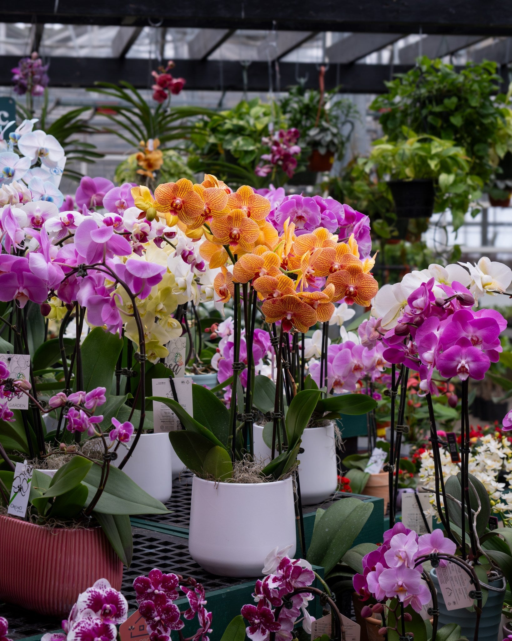 Blooming Love: Valentine's Day Plant Gift Guide