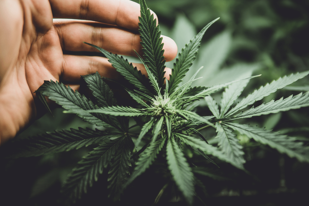 Alsip Cannabis Cultivation marijuana plant close up