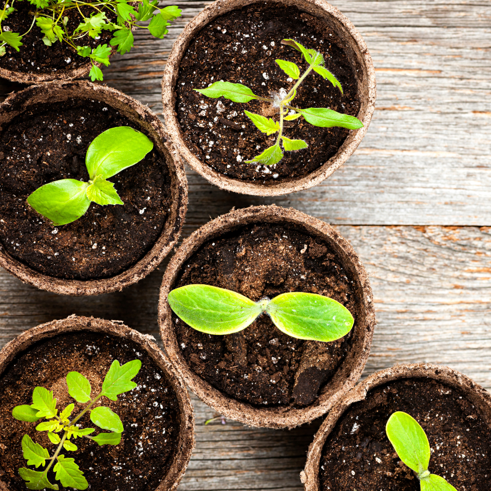 Seedlings in coco pots