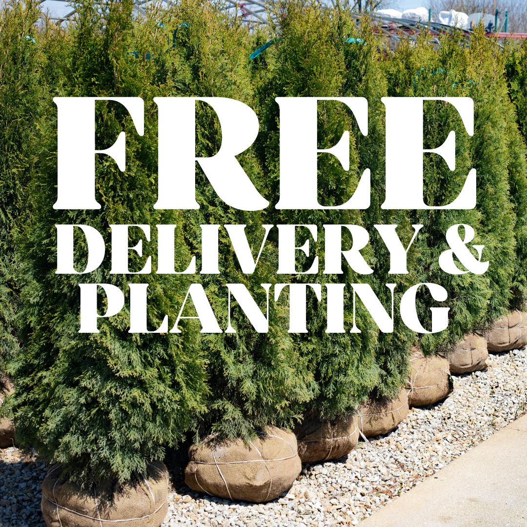 FREE Planting & Delivery!