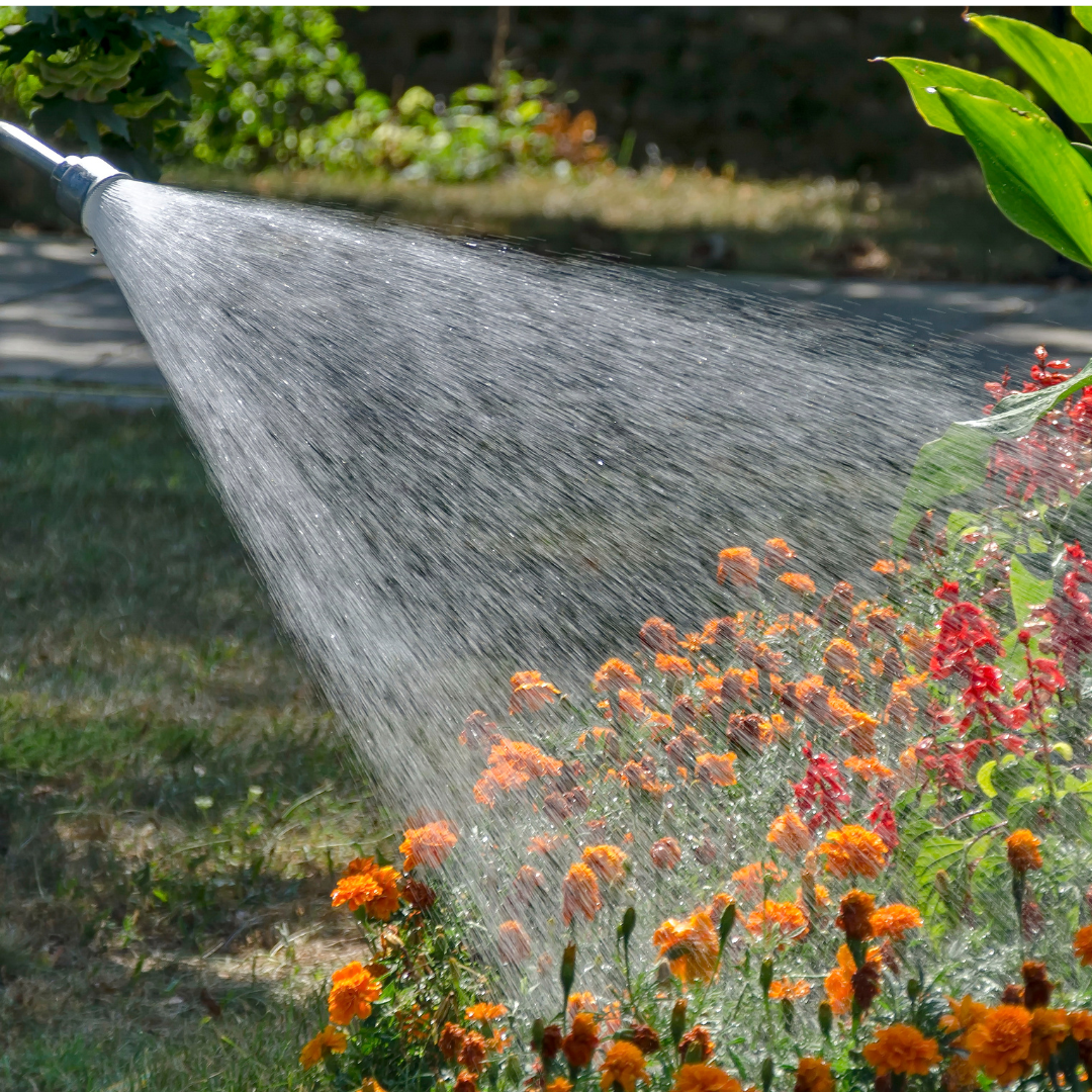 Beating the Heat: Tips for Keeping Your Plants Thriving