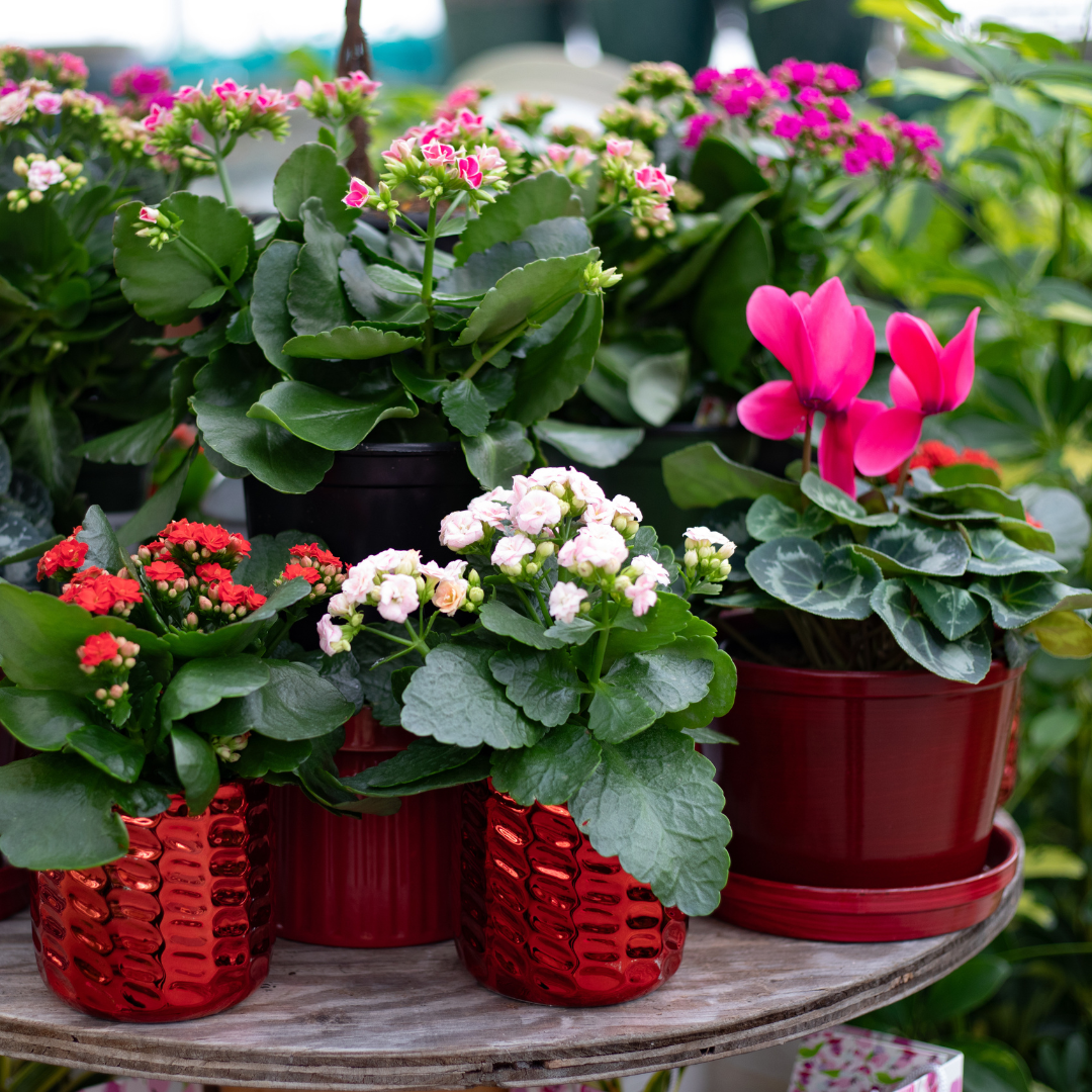 Blooming Love: Valentine's Day Plant Gift Guide