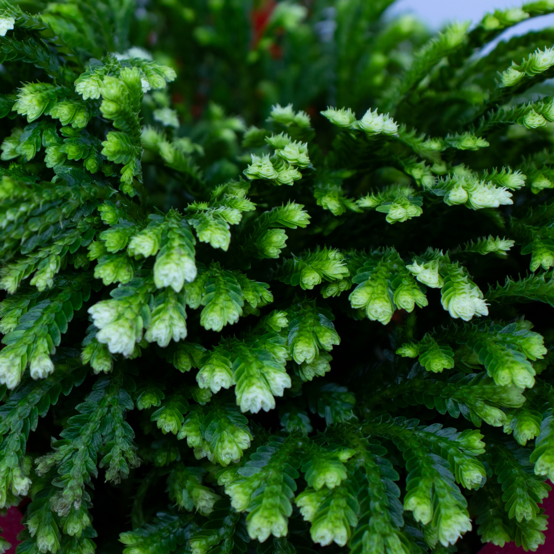 Frosty Fern Care