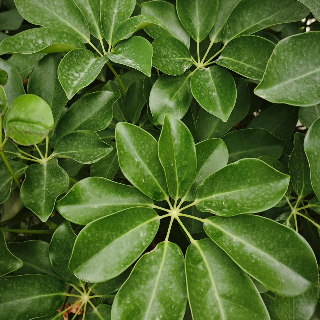 Schefflera Care