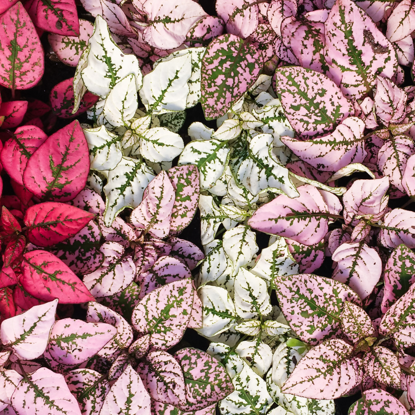 Polka Dot Plant Care