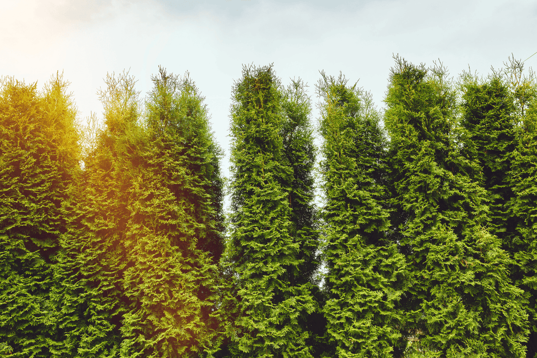 Arborvitae in the sunshine