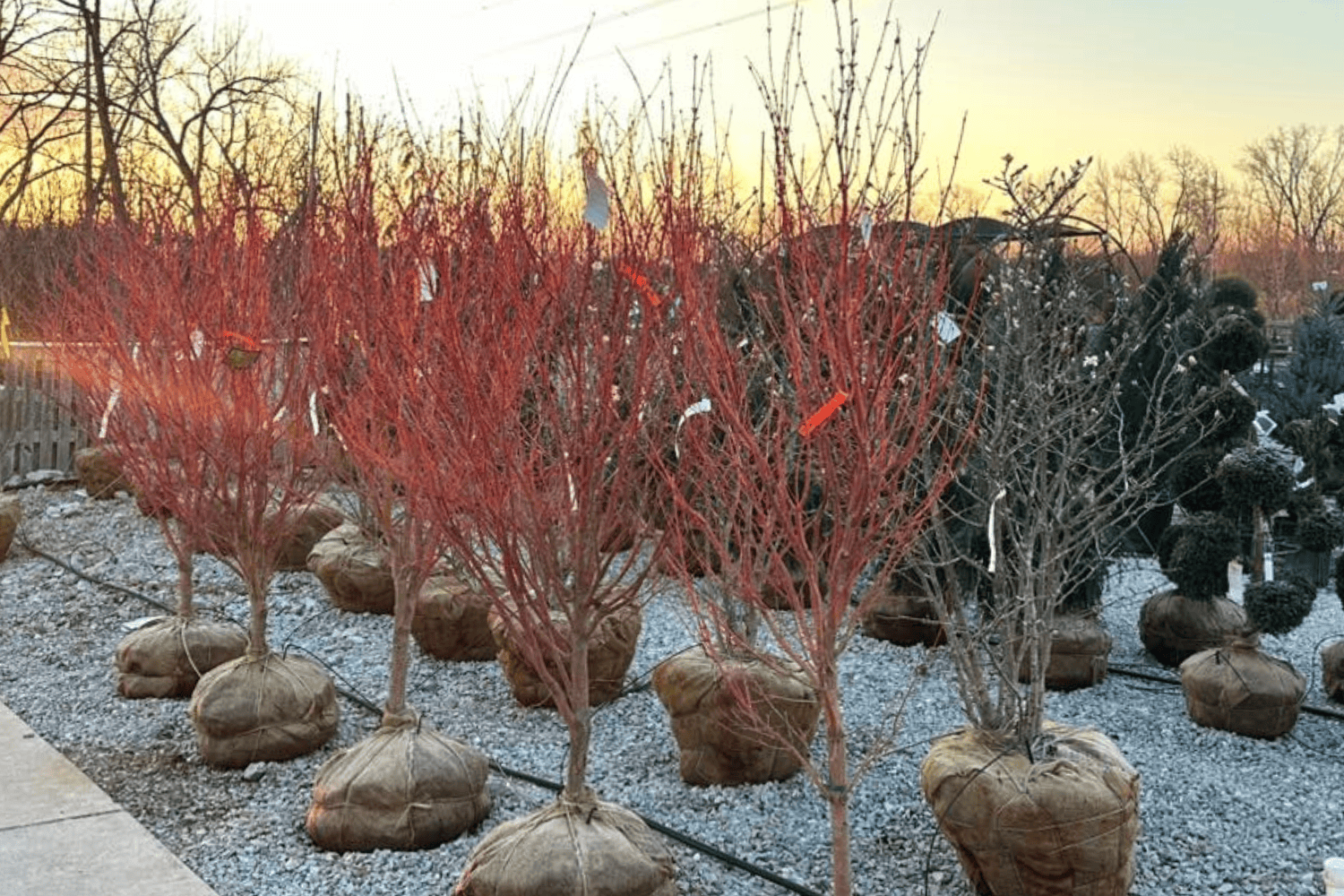 B&B Trees in the sunset
