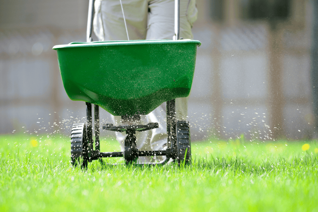 Person spreading lawn fertilizer