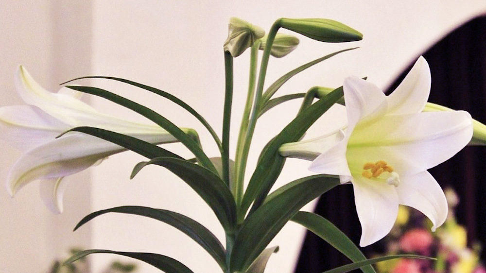 The Meaning of Easter Lilies and Other Seasonal Plants