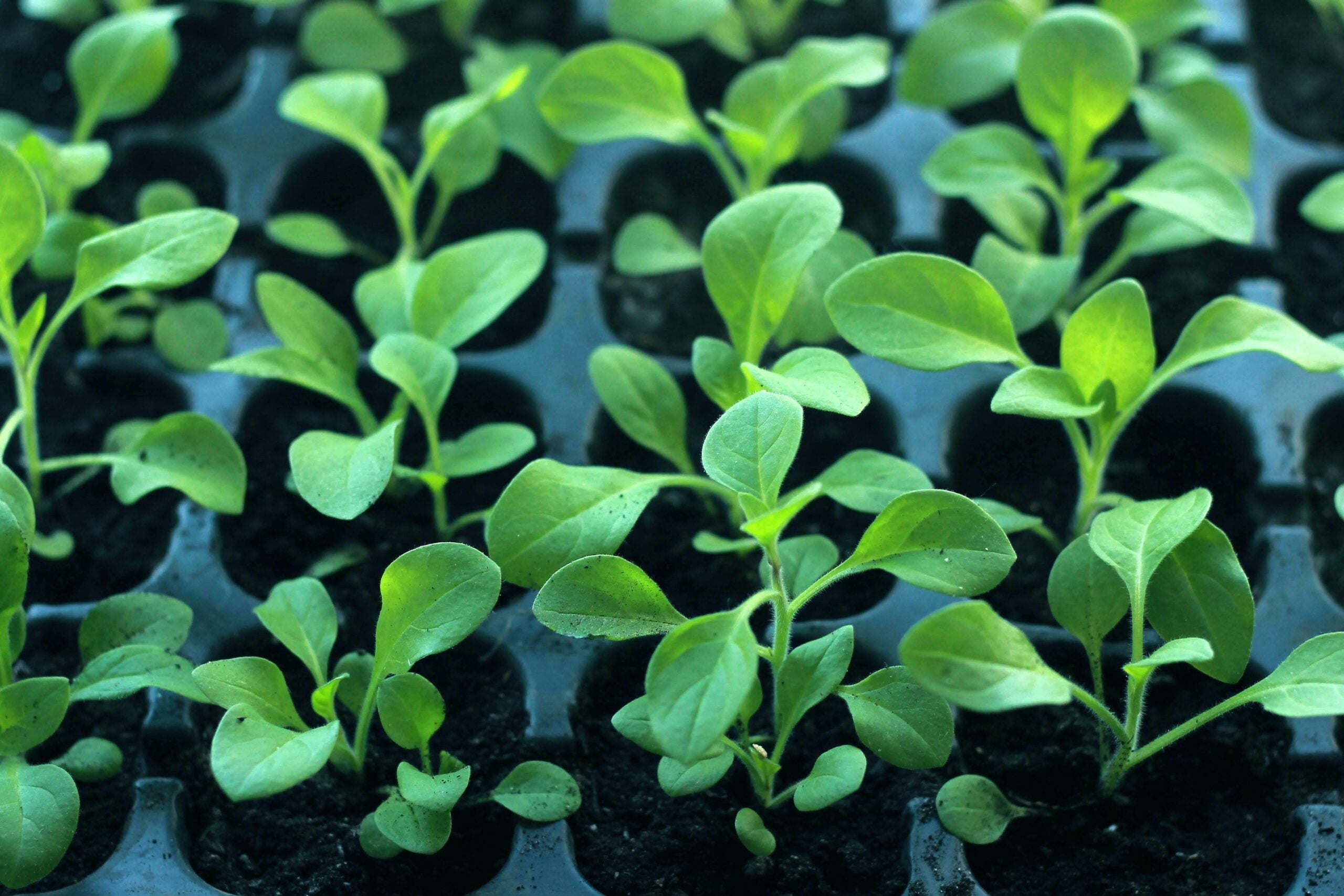 Green starter plant plugs growing in a seed starting tray.