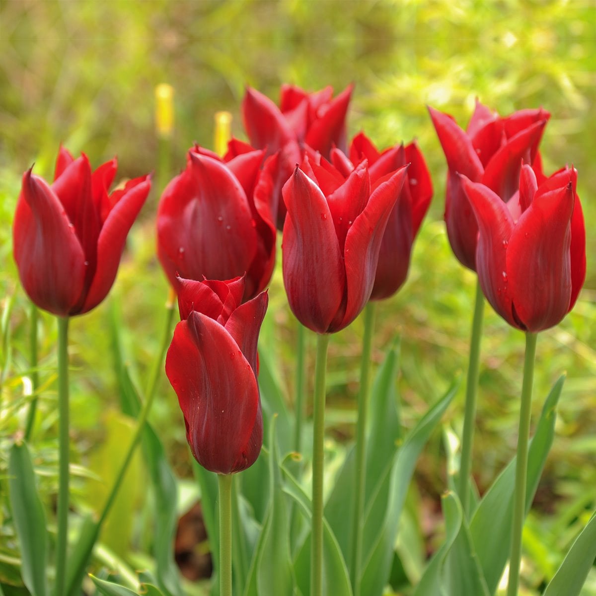 Lasagna Planting: A Blooming Symphony in Containers