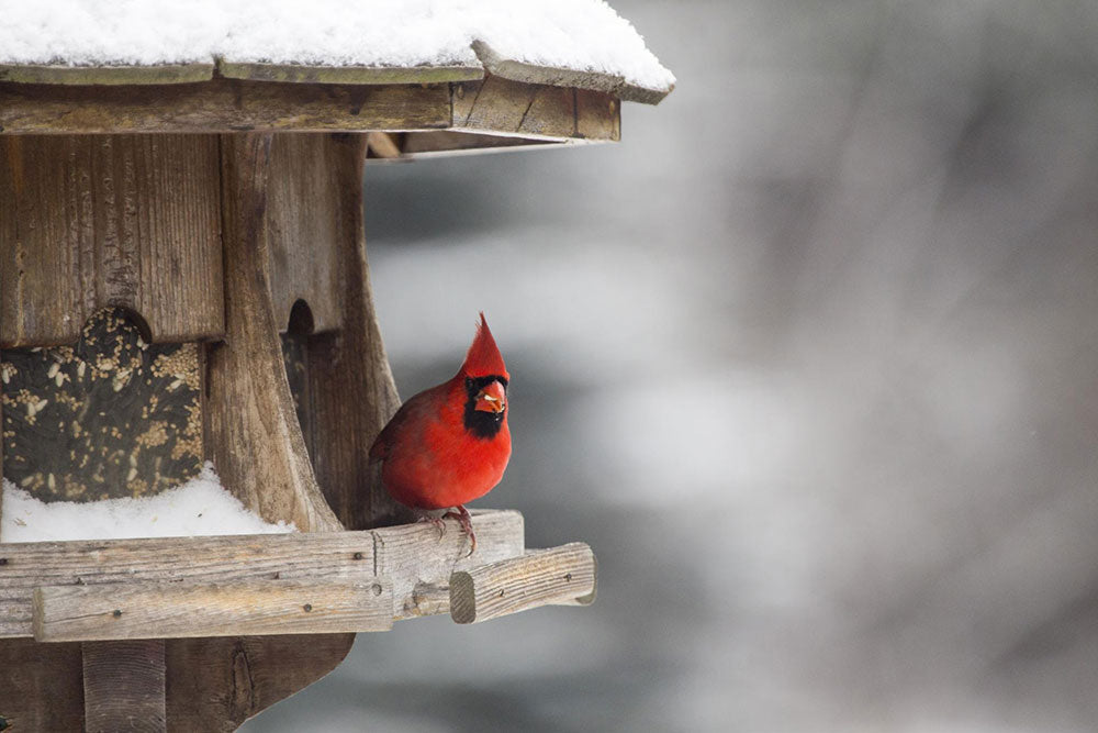 northern cardinal