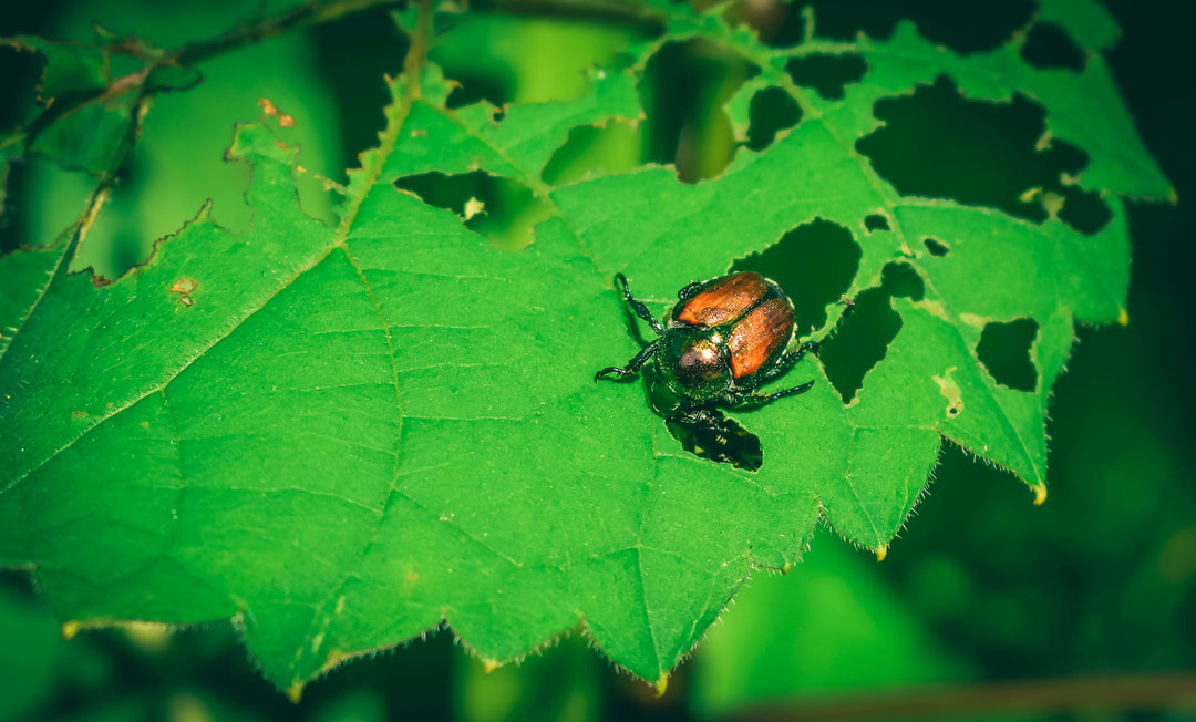 japanese beetle destroying garden plant
