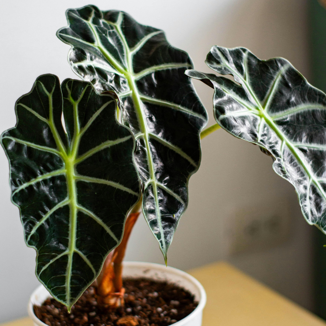 Alocasia Care Tips