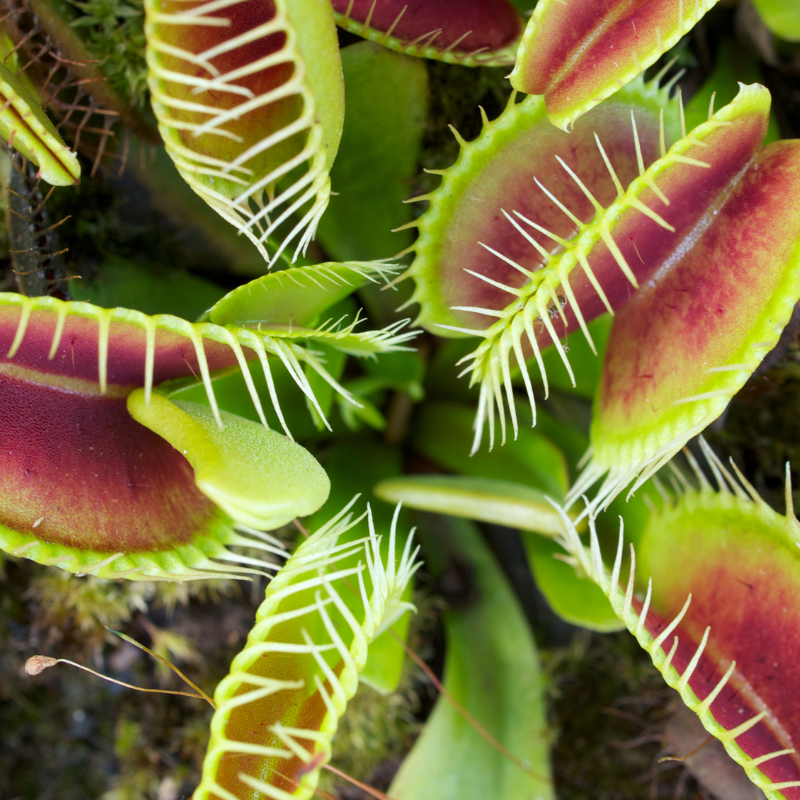 Venus Flytrap Care Tips