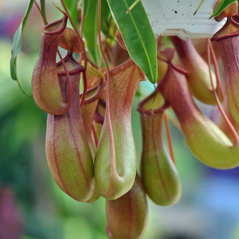 Pitcher Plant Care