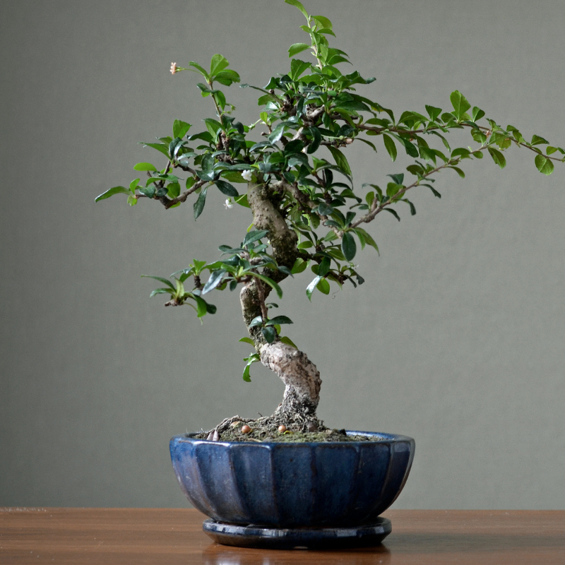 Bonsai Care