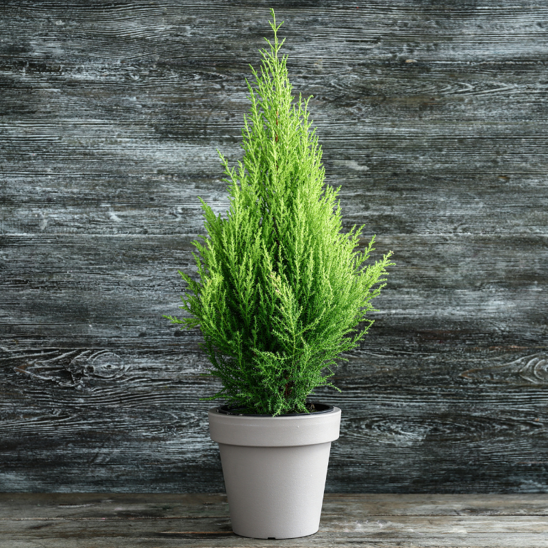 Lemon Cypress Care
