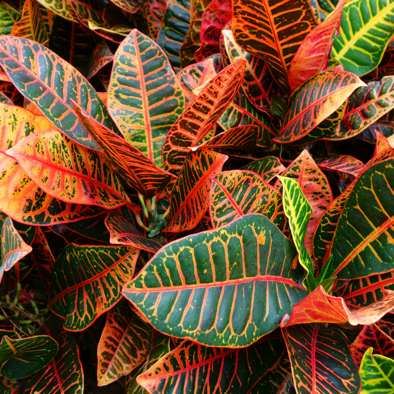 Croton Care Tips