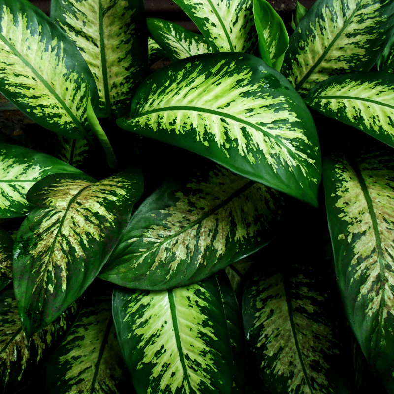 Dieffenbachia Care
