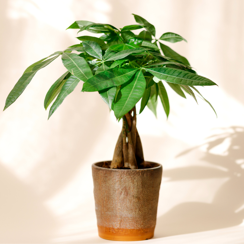 Money Tree Care