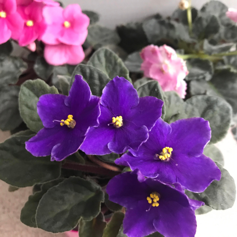 African Violet Care