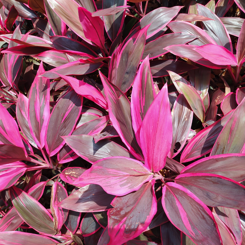 Cordyline Care