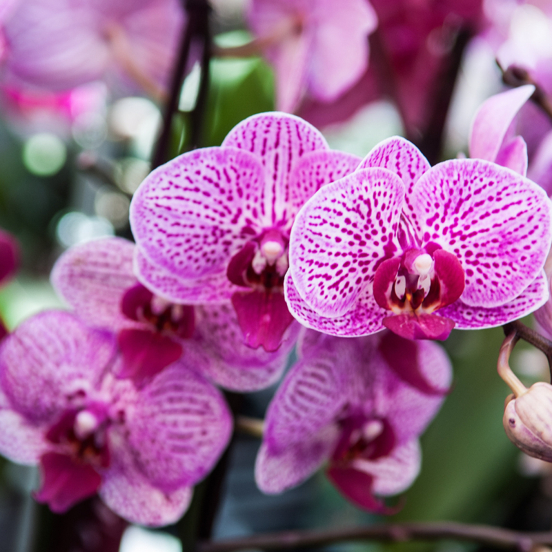 Orchid Care