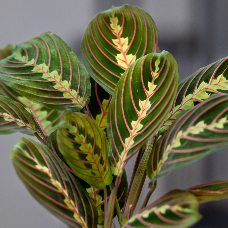 Prayer Plant Care