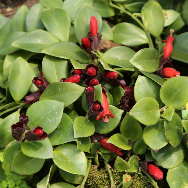 Lipstick Plant Care