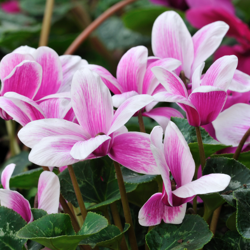 Cyclamen Care