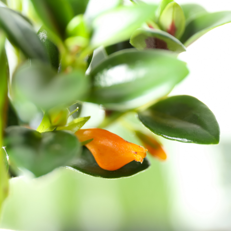 Goldfish Plant Care