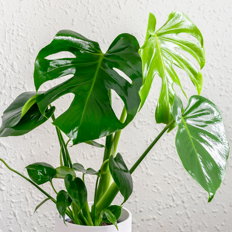 Monstera Deliciosa Care